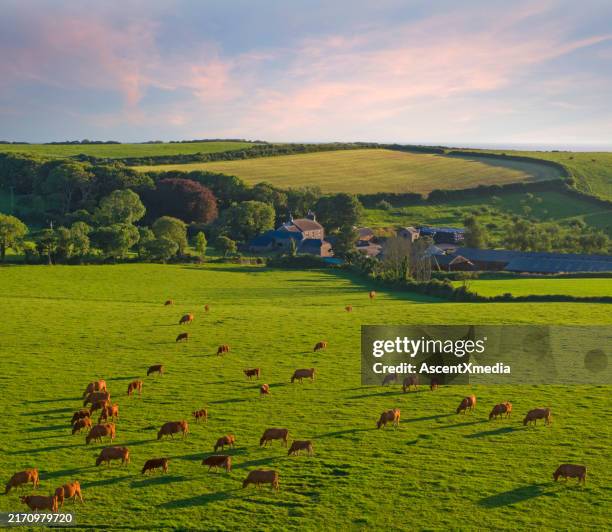 aerial view of agricultural fields and cows, cornwall - gado mamífero ungulado imagens e fotografias de stock