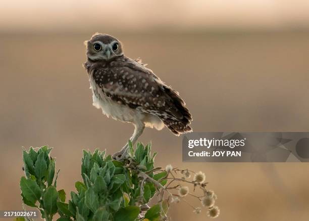 el búho de madriguera de ojos grandes - mochuelo excavador fotografías e imágenes de stock