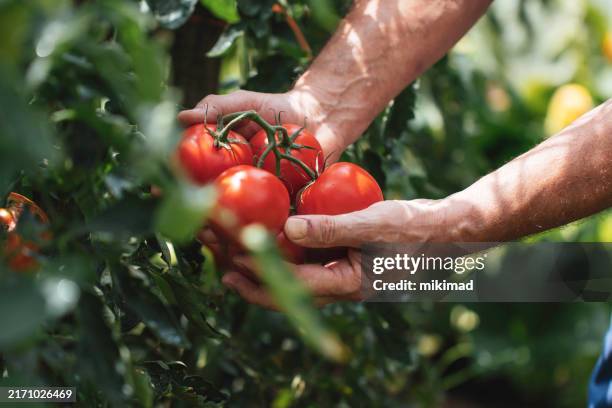 hands harvesting ripe tomatoes from a lush green plant. - tomato stock pictures, royalty-free photos & images