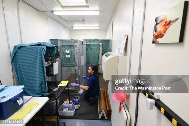 Aviculturist, Erica Royer of the Smithsonian Conservation Biology Institute works in a trailer that houses young Guam kingfisher birds at the...