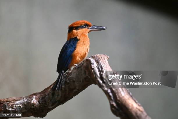 Male Guam kingfisher is seen in an enclosure in the Tropics exhibit at the Sedgwick County Zooon Friday July 26, 2024 in Wichita, KS. The zoo is...