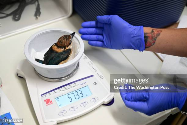 Aviculturist, Erica Royer of the Smithsonian Conservation Biology Institute weighs a young Guam kingfisher male bird named, Hinanoa as she works in a...