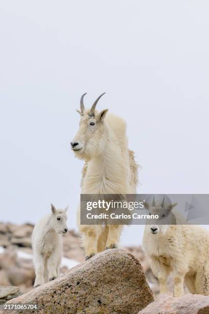 mountain goat heard looking at camera - mountain goat stock pictures, royalty-free photos & images