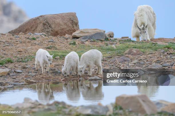 Alake Goat 199 Goat Rock Lake Stock Photos, High-Res Pictures, and Images - Getty ...