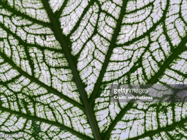 5,874 Single Line Leaf Stock Photos, High-Res Pictures, and Images ...