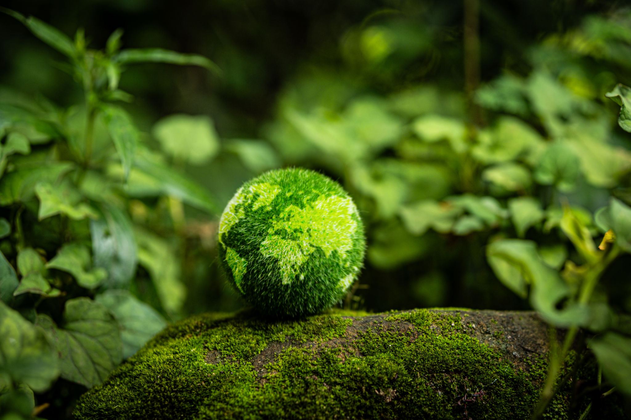 forest sustainability