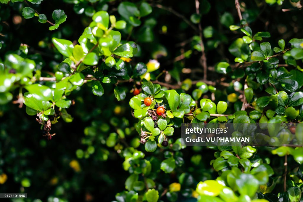 Condalia Condalia Globosa Spiny Shrubs Fruit Plants Under Sunlight High-Res ...