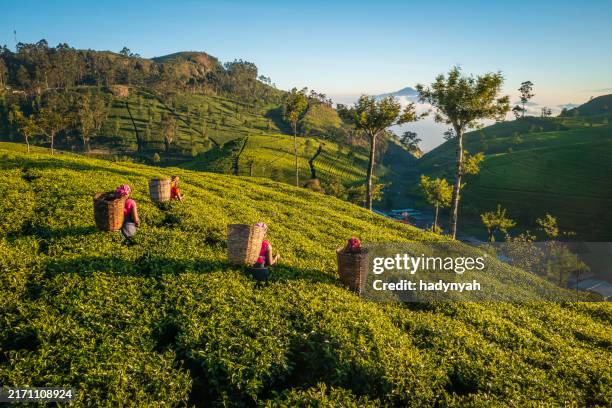 tamil mujeres puntear hojas de té en plantation, ceylon - tea fotografías e imágenes de stock