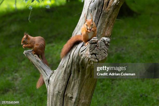 red squirrels in woodland. - squirrel stock pictures, royalty-free photos & images