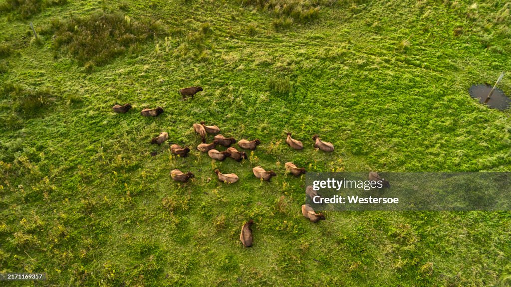 Cattle grazing in meadow seen from drone point of view