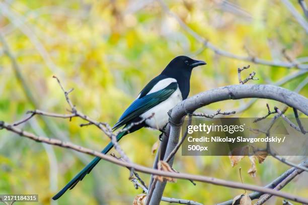 close-up of magpie perching on branch - ekster stockfoto's en -beelden