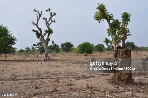 trees on field against sky,nigeria - nigeria stock pictures, royalty-free photos & images