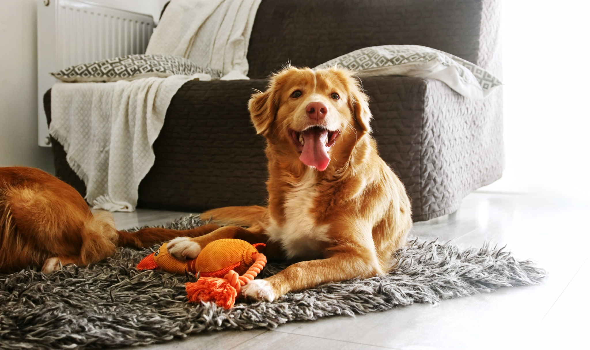 dog playing