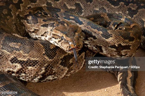 high angle view of snake on ground - netzpython stock-fotos und bilder