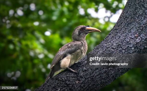 indian grey hornbill - hornbill stock pictures, royalty-free photos & images