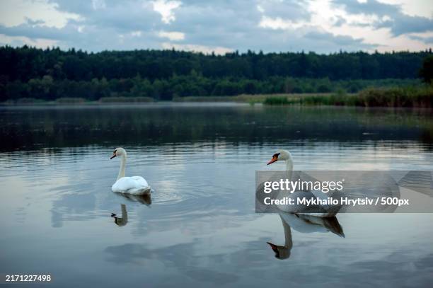 high angle view of swans swimming in lake,ukraine - cigno foto e immagini stock
