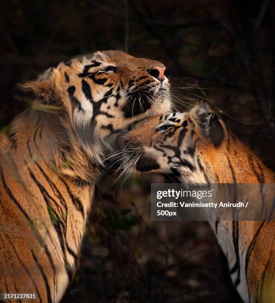 a tender moment between a male tiger and his mate,palasgaon singru,maharashtra,india - tigers cubs stock pictures, royalty-free photos & images