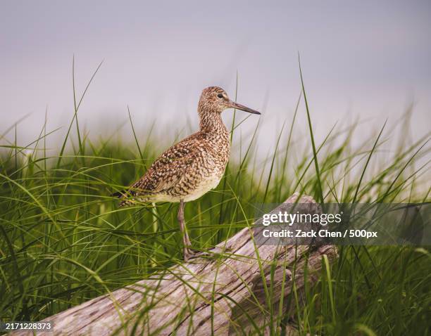 close-up of bird perching on grass against sky,massachusetts,united states,usa - grutto stockfoto's en -beelden