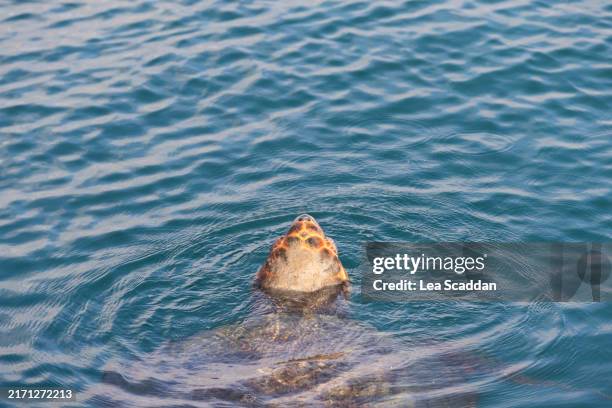 Loggerhead Big 1,960 Loggerhead Stock Photos, High-Res Pictures, and Images - Getty Images
