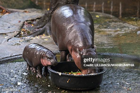 THAILAND-ANIMAL THAILAND-ANIMAL