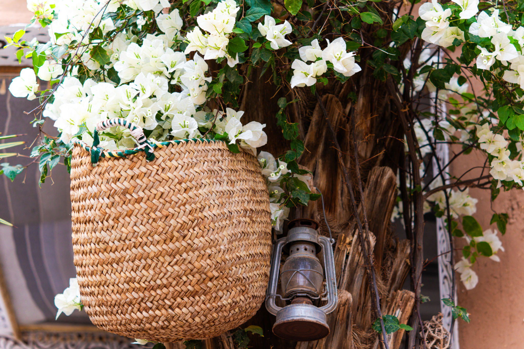 spring flowers morocco