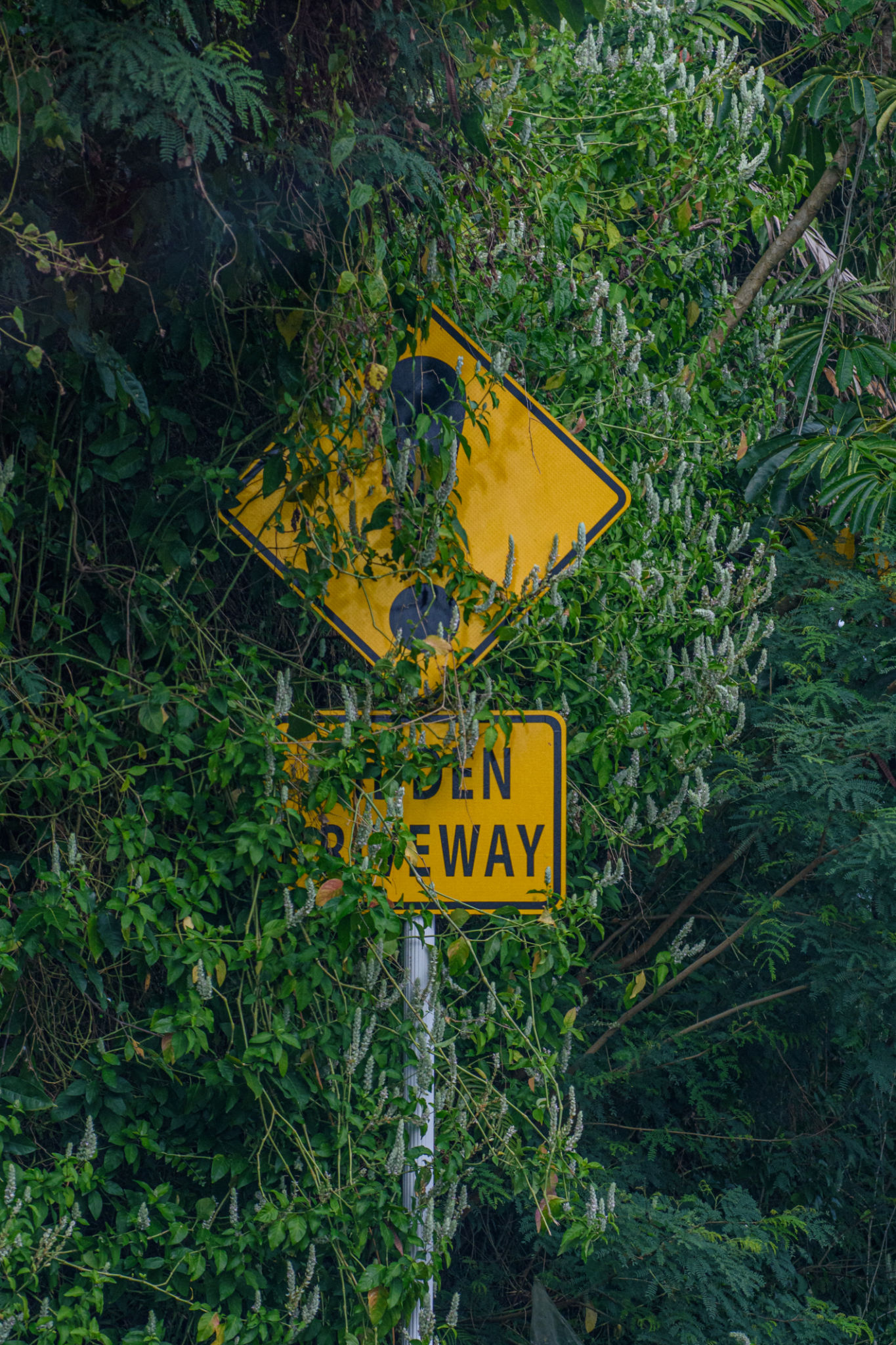 fiji traffic