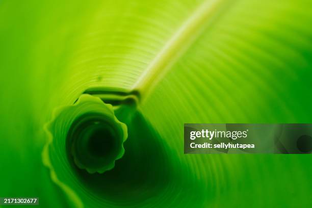 banana leaf textures and patterns - vein stock pictures, royalty-free photos & images