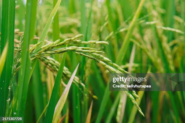 Bush Rice Grass 27,254 Rice Grass Stock Photos, High-Res Pictures, and Images - Getty ...
