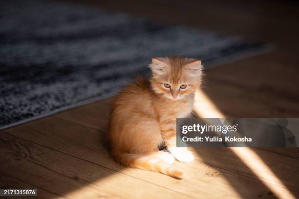 beautiful ginger kitten in the sunlight on the floor - ginger cat stock pictures, royalty-free photos & images
