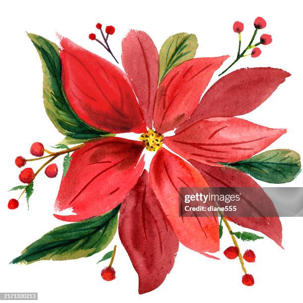 watercolor christmas poinsettia isolated on white - poinsettia painting stock illustrations