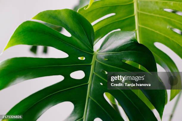 close-up of green plant monstera against white background. house plants on the background of white wall - monstera stock pictures, royalty-free photos & images
