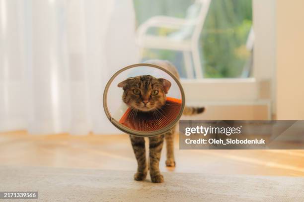 cat in plastic collar at cozy home - cone shape stock pictures, royalty-free photos & images