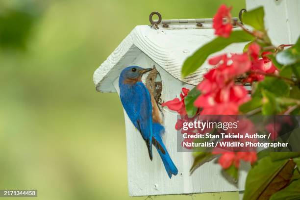 eastern bluebird male at nest box with flowers - birds nest stock pictures, royalty-free photos & images