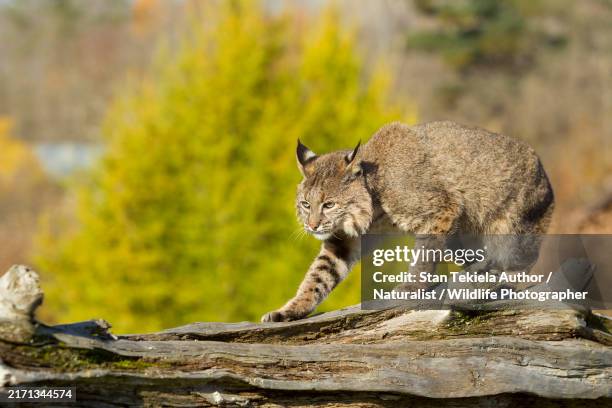 bobcat walking log - lynx in a tree stock pictures, royalty-free photos & images
