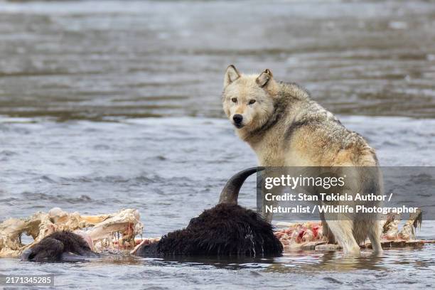 Wolves Roughhousing 234 Gray Timber Wolf Stock Photos, High-Res Pictures, and Images ...
