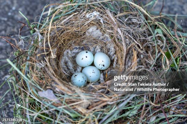 house finch nest and eggs - vink stockfoto's en -beelden