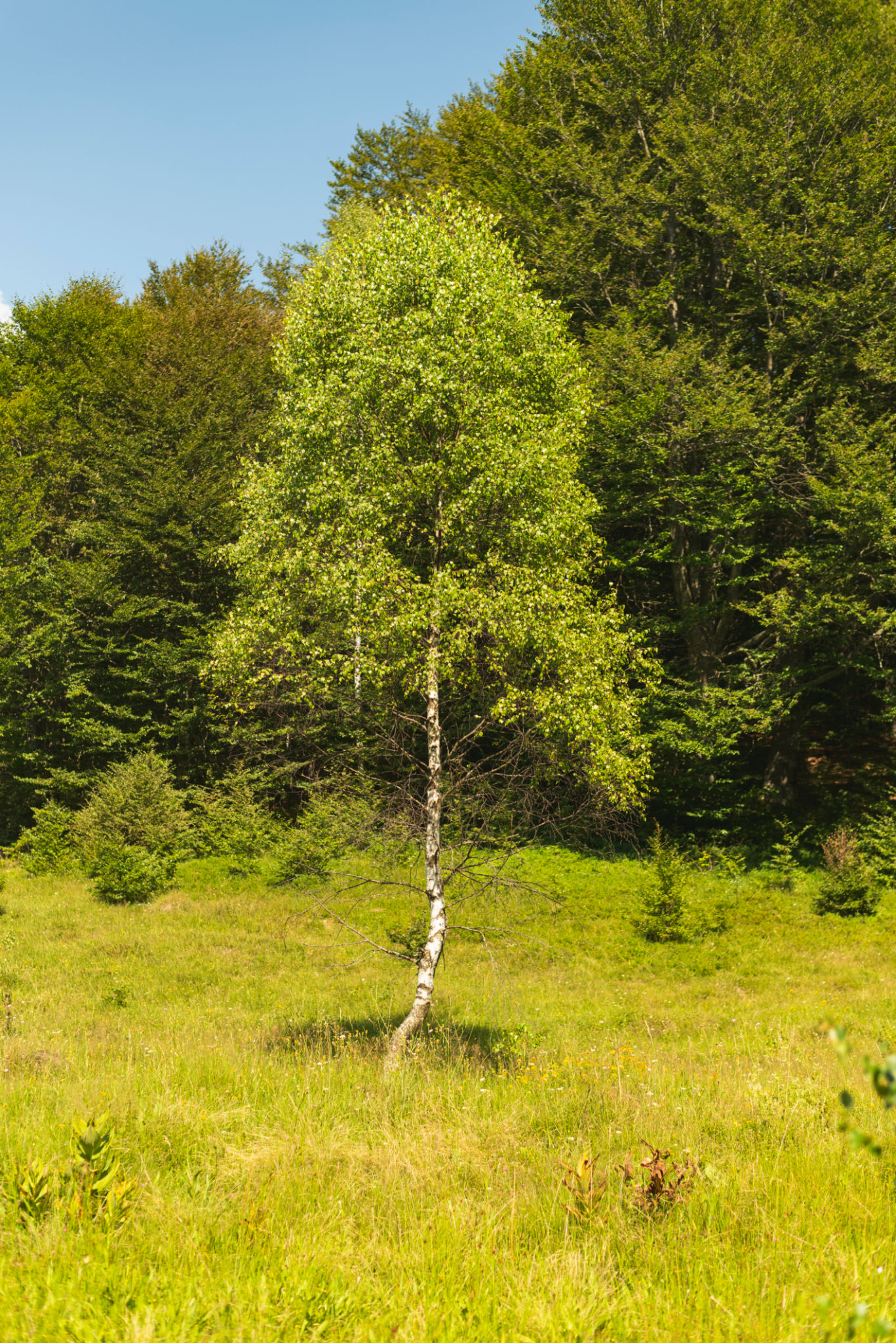 breza landscape