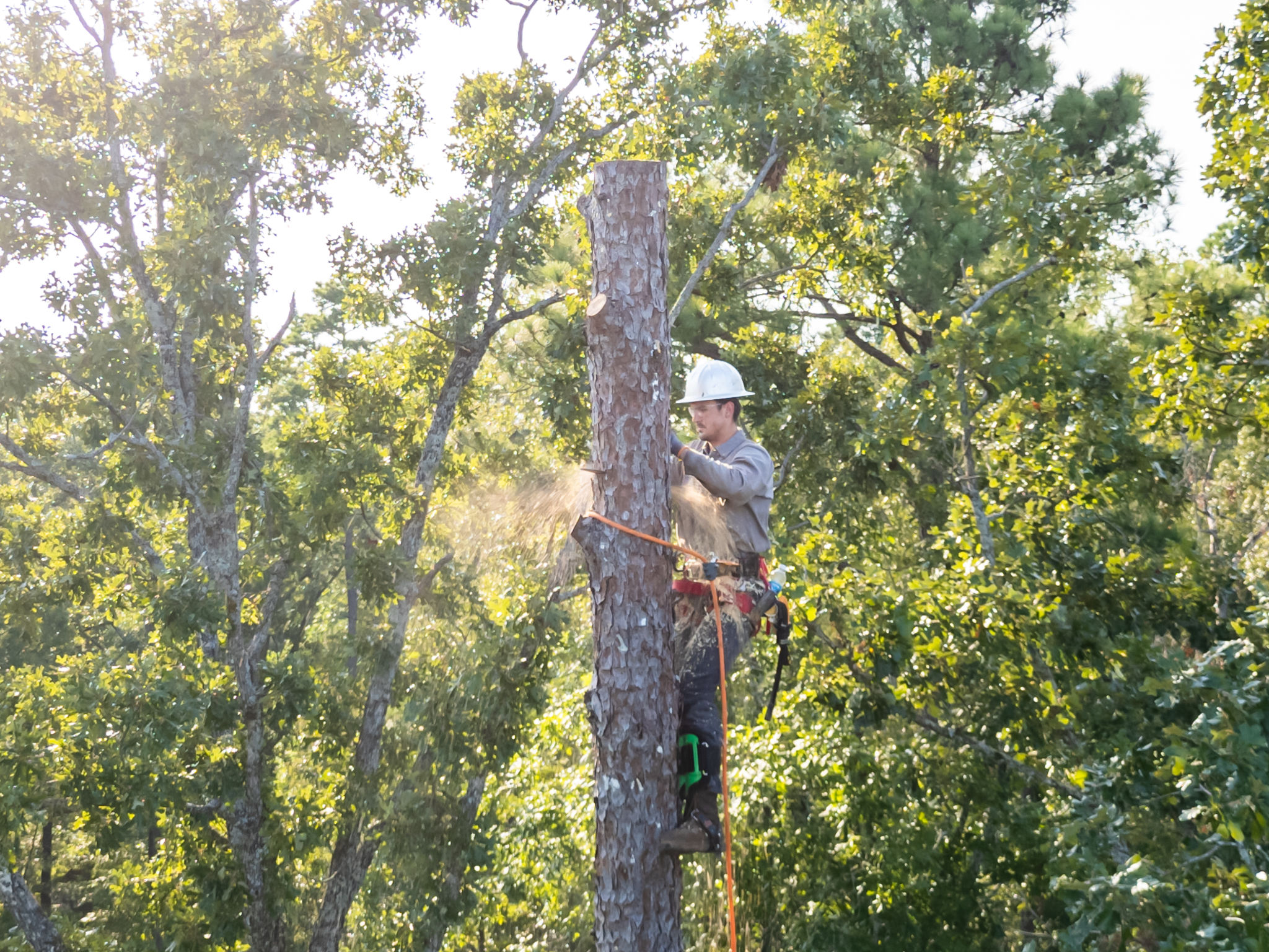tree removal