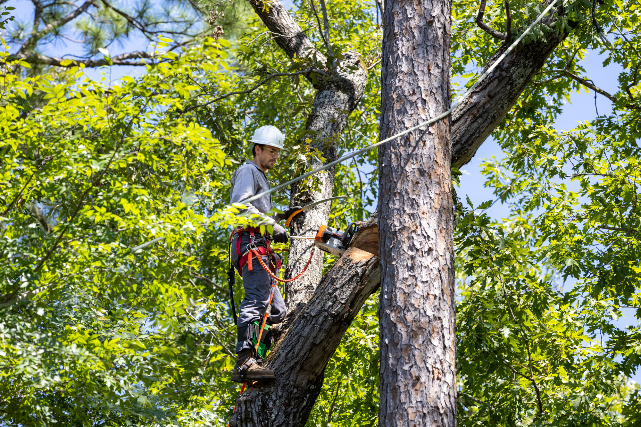 tree maintenance