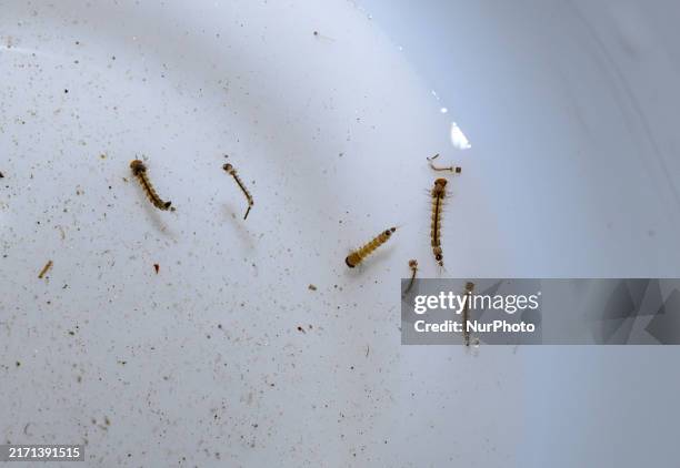 Mosquito larvae, commonly known as ''wrigglers,'' are aquatic and characterized by a large head, a broad thorax, and a narrow, wormlike abdomen. They...