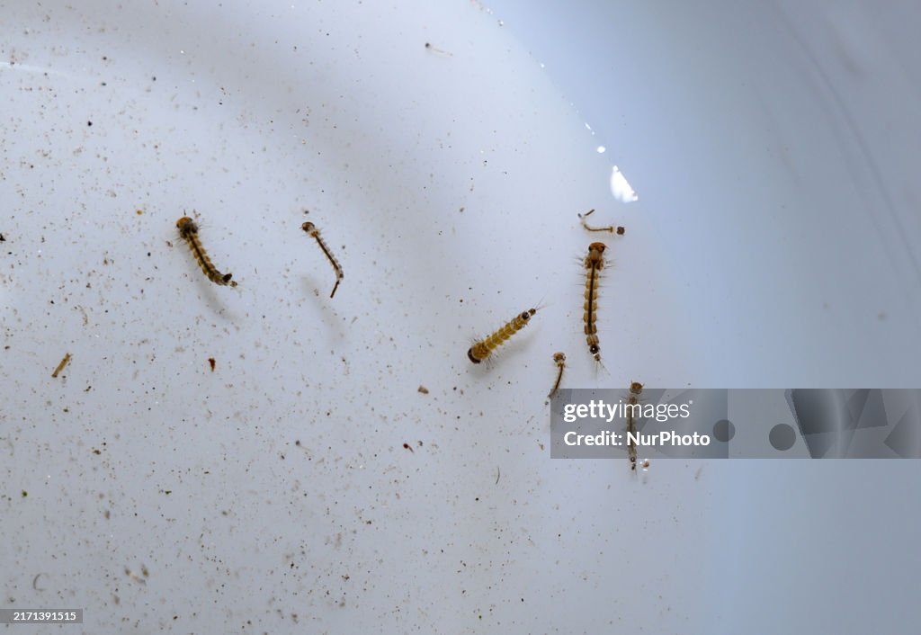 Mosquito Larvae Sampling