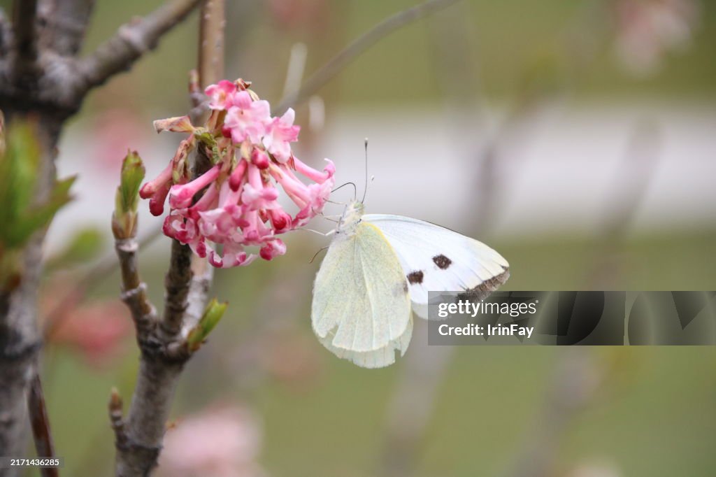 Butterfly and pink flowers