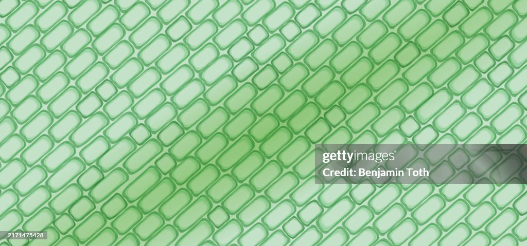 Plant tissue cells, plant cell wall