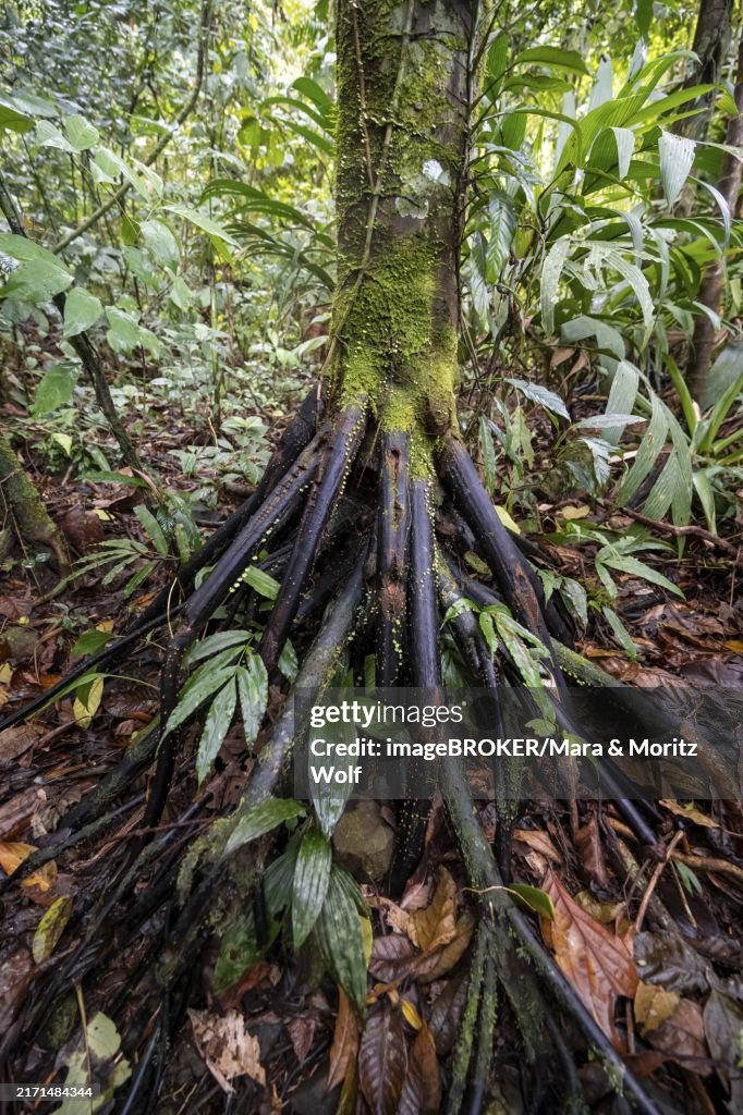 Roots of a stilt palm (Socratea exorrhiza), in the tropical rainforest, Laguna de Hule, Refugio Nacional de Vida Silvestre Mixto Bosque Alegre, Alajuela province, Costa Rica, Central America