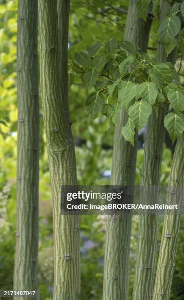 kyushu maple (acer capillipes), trunk, bark, north rhine-westphalia, germany, europe - piel de serpiente fotografías e imágenes de stock