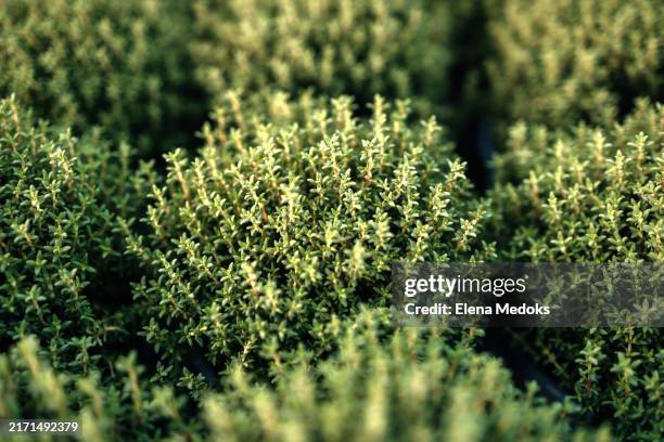 close-up of small thyme bushes. aromatic herb - thyme stock pictures, royalty-free photos & images