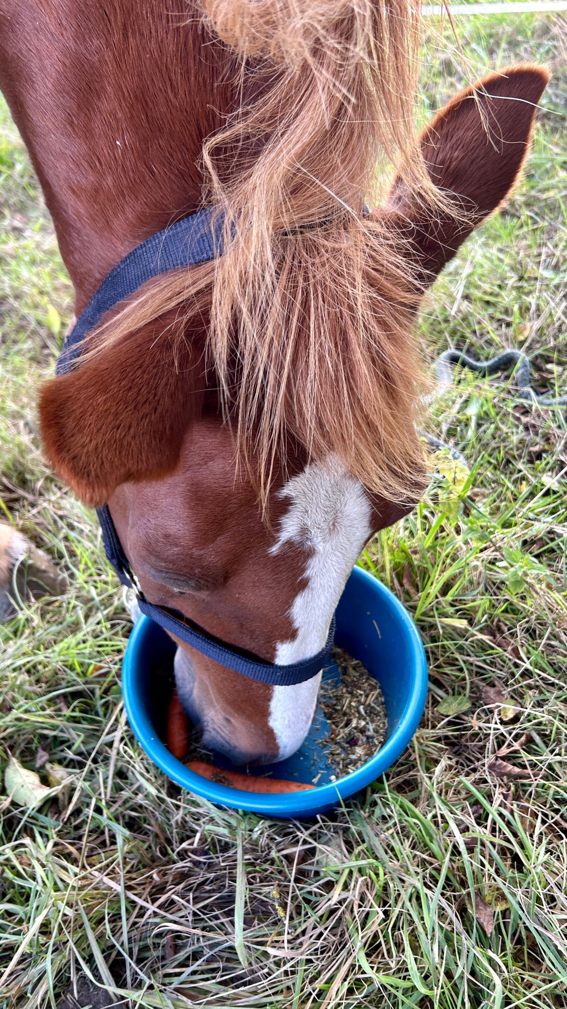 horse nutrition