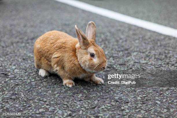 Kanin på tur, der symboliserer strategisk tænkning på Rabbit road
