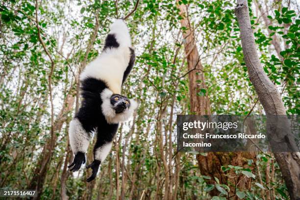 Vari Innes 1,151 A Vari Stock Photos, High-Res Pictures, and Images - Getty Images