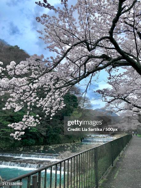 scenic view of cherry blossom tree,hakone,japan - kanagawa prefecture stock pictures, royalty-free photos & images